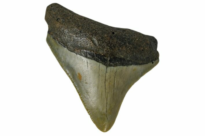 Juvenile Megalodon Tooth - North Carolina #172659
